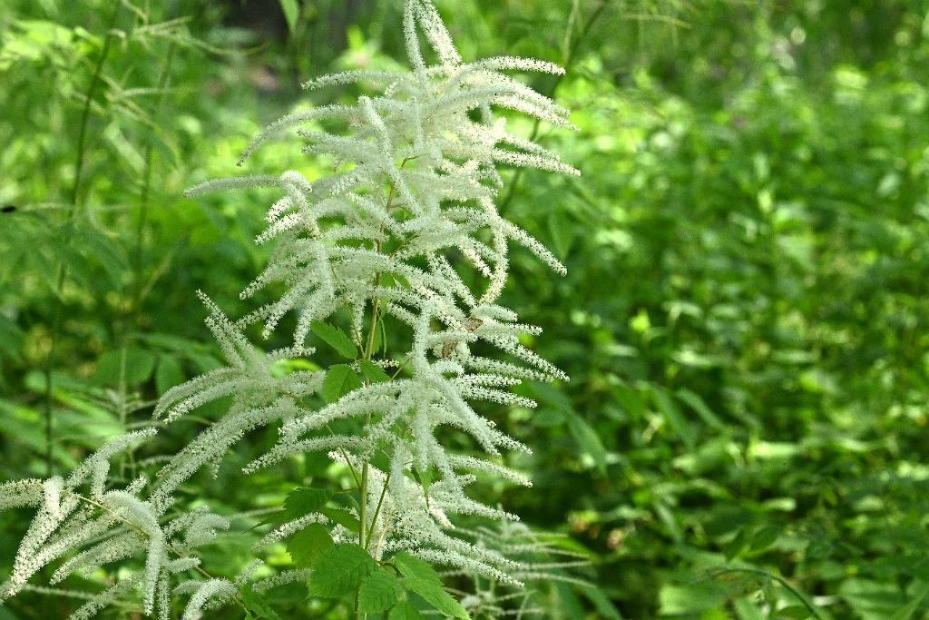 2025-06138976 Tower Hill Botanic Garden, MA.JPG - Goat's Beard. New England Botanic Garden at Tower Hill, MA, 6-13-2025